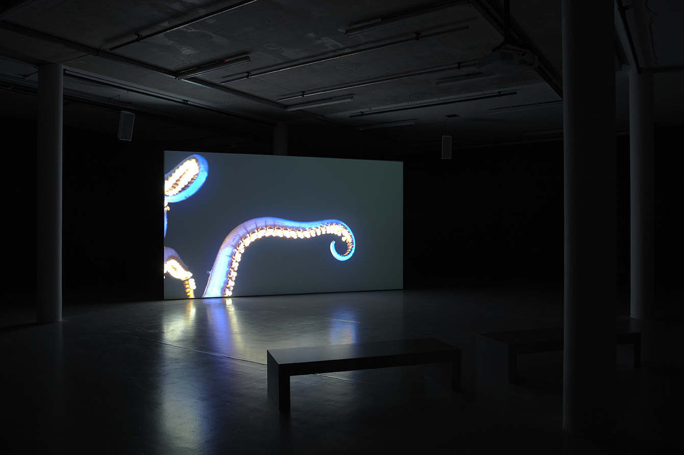 Installation view of The Player by Anna Franceschini: a film of a tentacle with glowing suckers projected in a dark hall with two benches